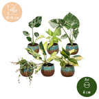 6x Baby Tropical Mix - Various colours - Tropical - incl. Copper Reef - Ø6cm - ↕10-15cm