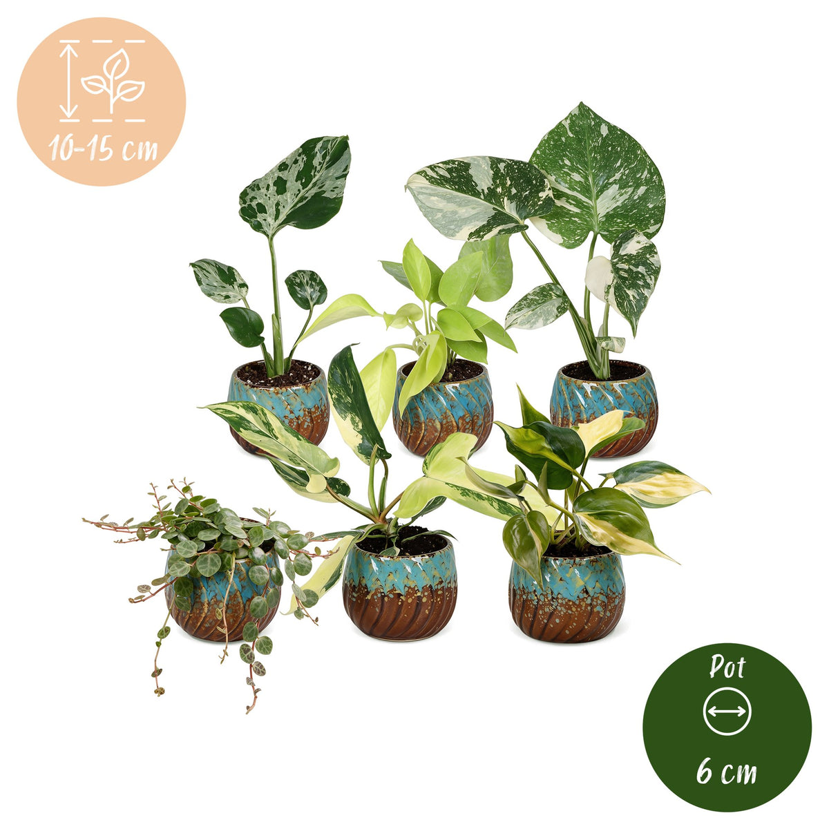6x Baby Tropical Mix - Various colours - Tropical - incl. Copper Reef - Ø6cm - ↕10-15cm