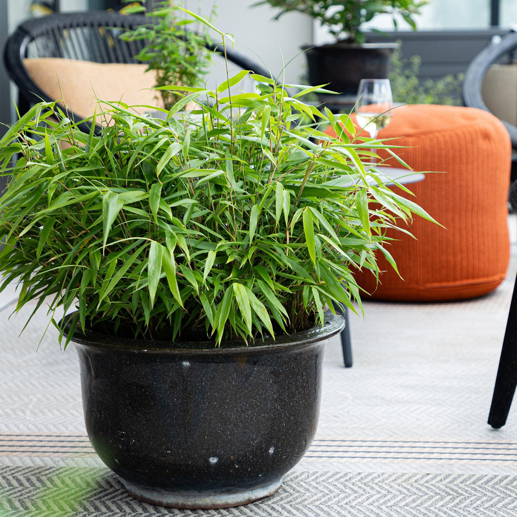 Green boutiQ - Bambou - Fargesia Rufa - Persistant - Non-envahissant - Vert - 6 Plantes - Pot 14cm - Hauteur 35cm