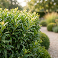 Green boutiQ - 40x Prunus lusitanica Angustifolia - Portugese Laurier - Haagplanten - Groenblijvend - Groen - Pot 9cm - Hoogte 25-35cm