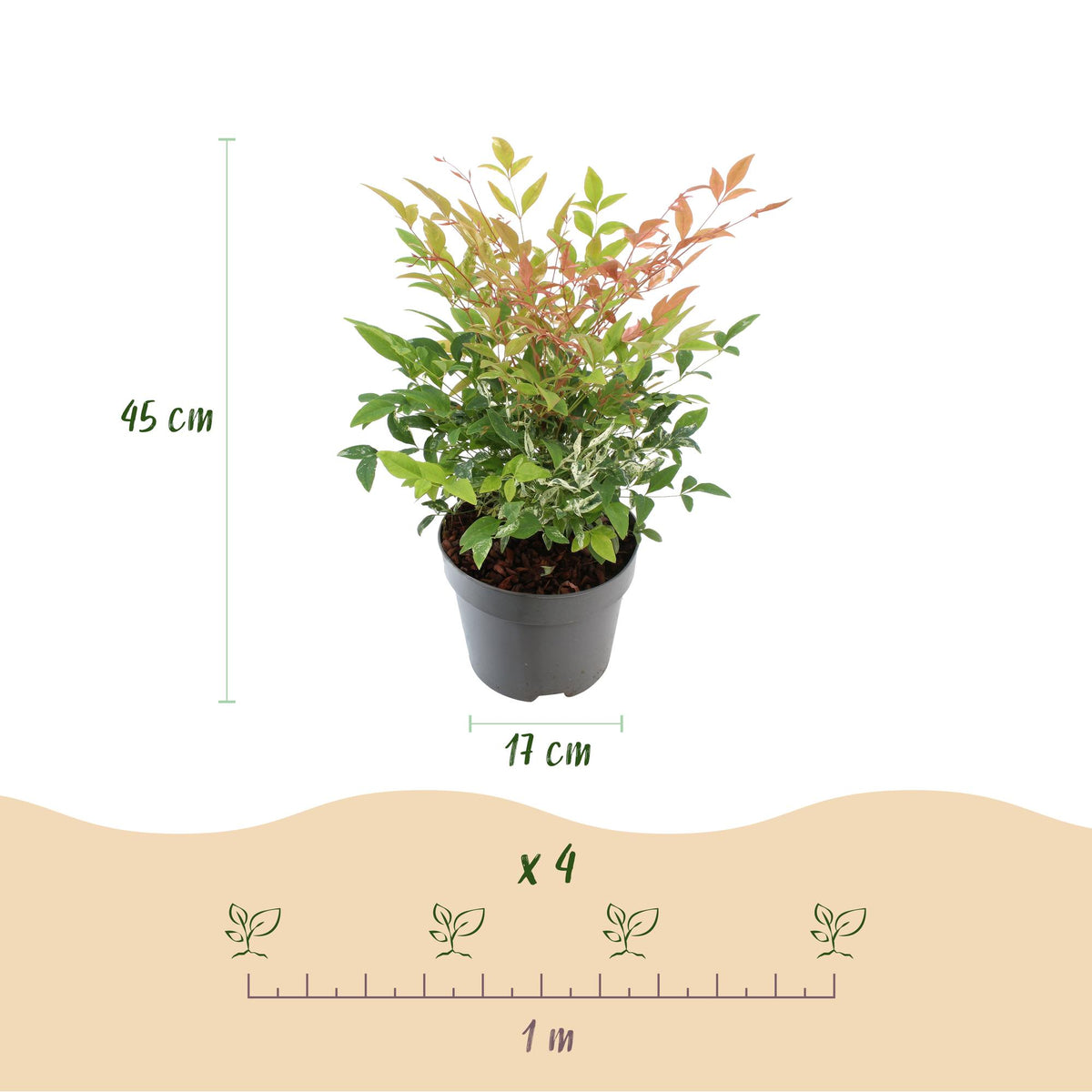 Green boutiQ - Plante de jardin - Nandina Twilight - Panaché & Rose - 1 Plante - Persistant - Peu d'entretien - Pot 17 cm Hauteur 45 cm