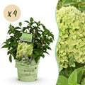 Green boutiQ - Gartenpflanze - Hydrangea paniculata Groundbreaker Greeny - Rispenhortensie - Winterhart - Creme - 4 Pflanzen - Topf 14cm - Höhe 20-25cm