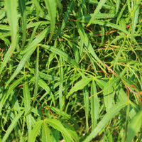 Green boutiQ - Terrasplant - Japanse Esdoorn - Acer palmatum Koto-no-ito - Groen - 1 Plant - Bladverliezend - Pot 19cm Hoogte 70cm