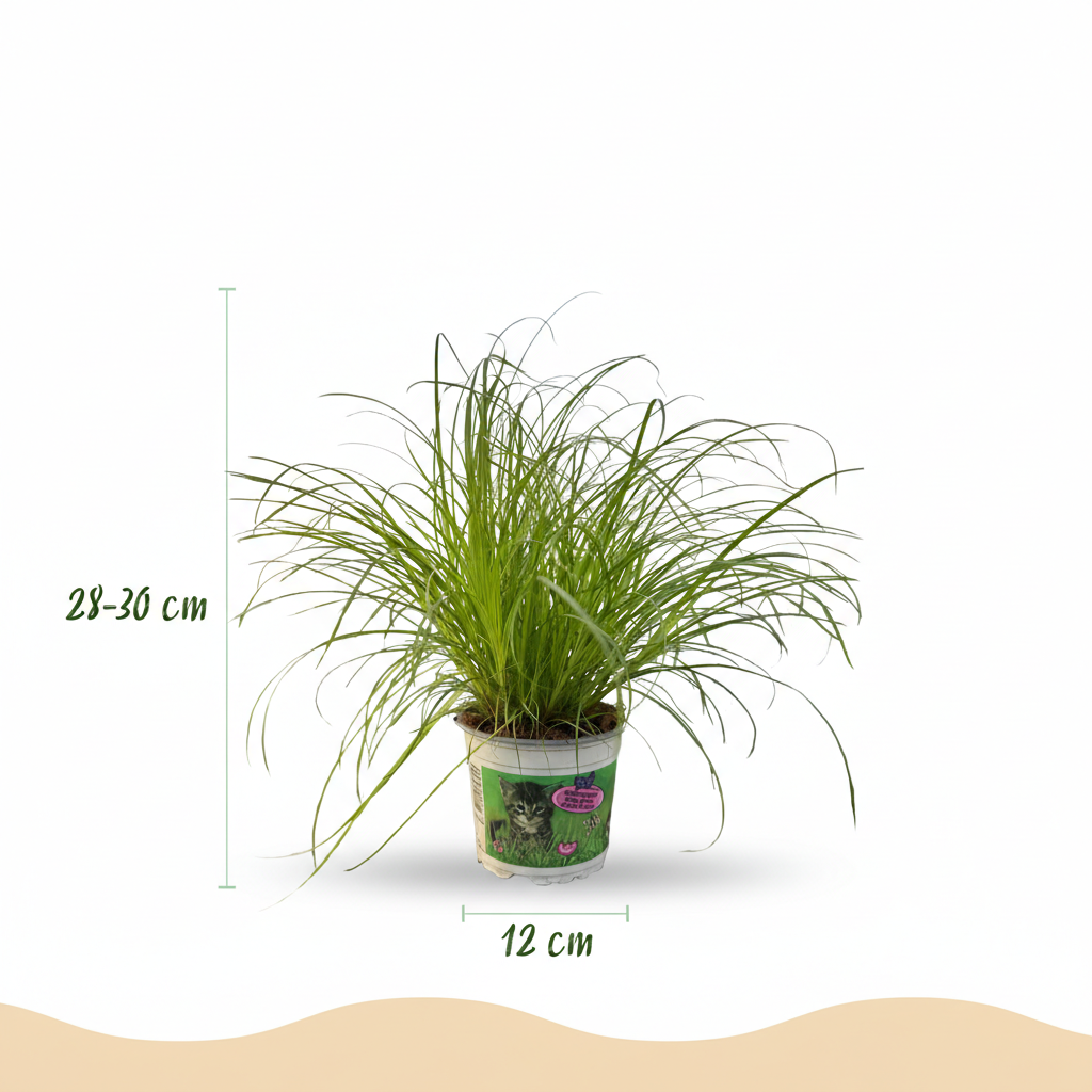 Green boutiQ - Plante d'intérieur - Cyperus alternifolius Zumula - Herbe à chat - Plante adaptée aux animaux de compagnie - Vert - 4 Plantes - avec Cache-pot Blanc - Pot 12cm - Hauteur 20cm