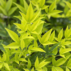 Green boutiQ - Plante de jardin - Nandina Lemon & Lime - Jaune - 1 plante - Persistante - Entretien facile - Pot 17 cm Hauteur 45 cm