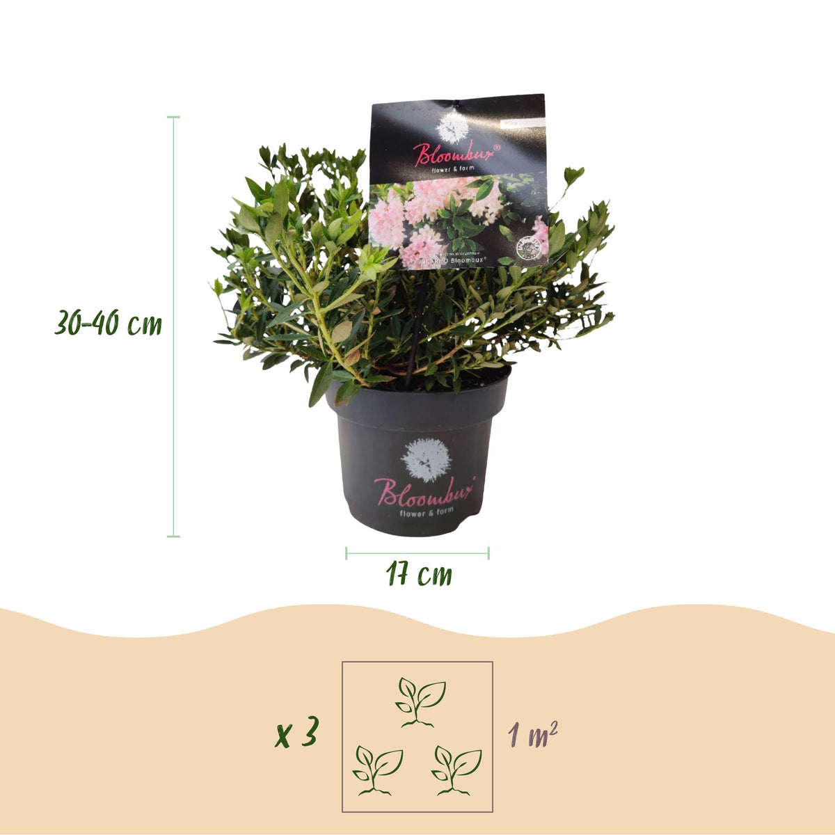 Green boutiQ - Rhododendron nain - Rhododendron Bloombux rose clair - Buis fleuri - Faible entretien - Fleur rose clair - 2 plantes - Pot 17 cm - Hauteur 30-40 cm