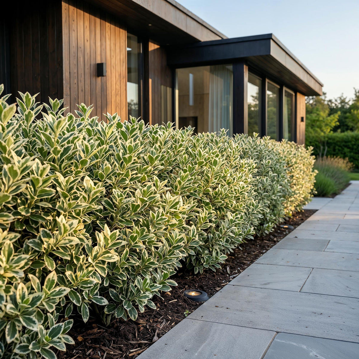 Green boutiQ - 40x Euonymus japonicus White Spire - Kardinaalsmuts - Haagplanten - Groenblijvend - Wit - Groen - Pot 9cm - Hoogte 20-30cm