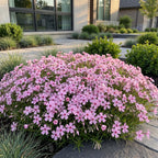 Green boutiQ - Stauden - Phlox Rosette - Flammenblume - Bodendeckend - Rosa - 3 Pflanzen - Topf 11cm - Höhe 15-25cm