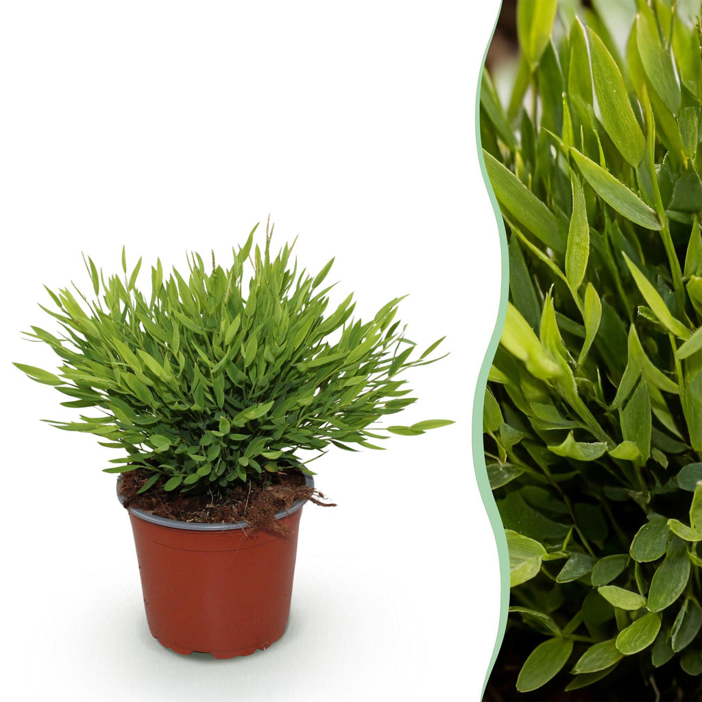 Green boutiQ - Plante d'intérieur - Bamusa Pogonatherum Monica - Bambou d'intérieur - Plante adaptée aux animaux de compagnie - Vert - 1 plante - Pot 12 cm - Hauteur 20 cm