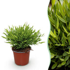 Green boutiQ - Plante d'intérieur - Bamusa Pogonatherum Monica - Bambou d'intérieur - Plante adaptée aux animaux de compagnie - Vert - 1 plante - Pot 12 cm - Hauteur 20 cm