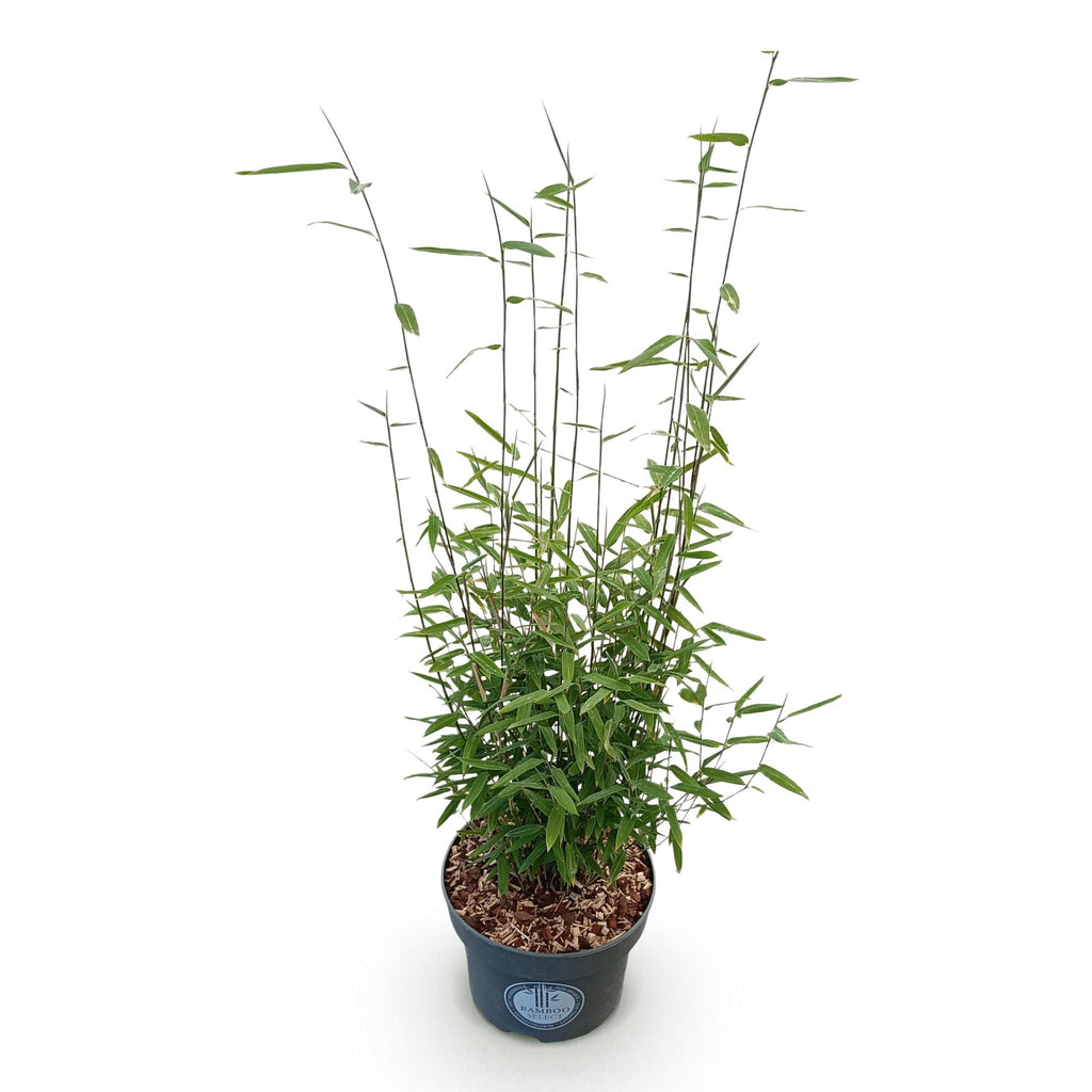 Green boutiQ - Graminées - Fargesia nitida Black Dragon - Bambou non traçant - Persistant - Vert - 1 plante - Pot 23 cm - Hauteur 80 cm