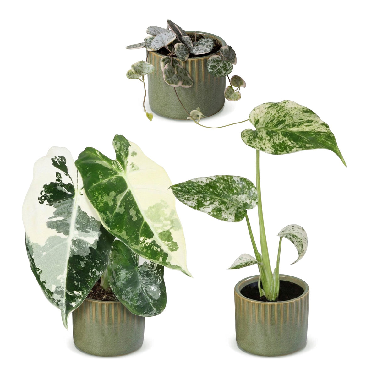 3x Baby Variegata Mix - Various colours - Tropical - incl. Linnea Olive - Ø6cm - ↕10-15cm