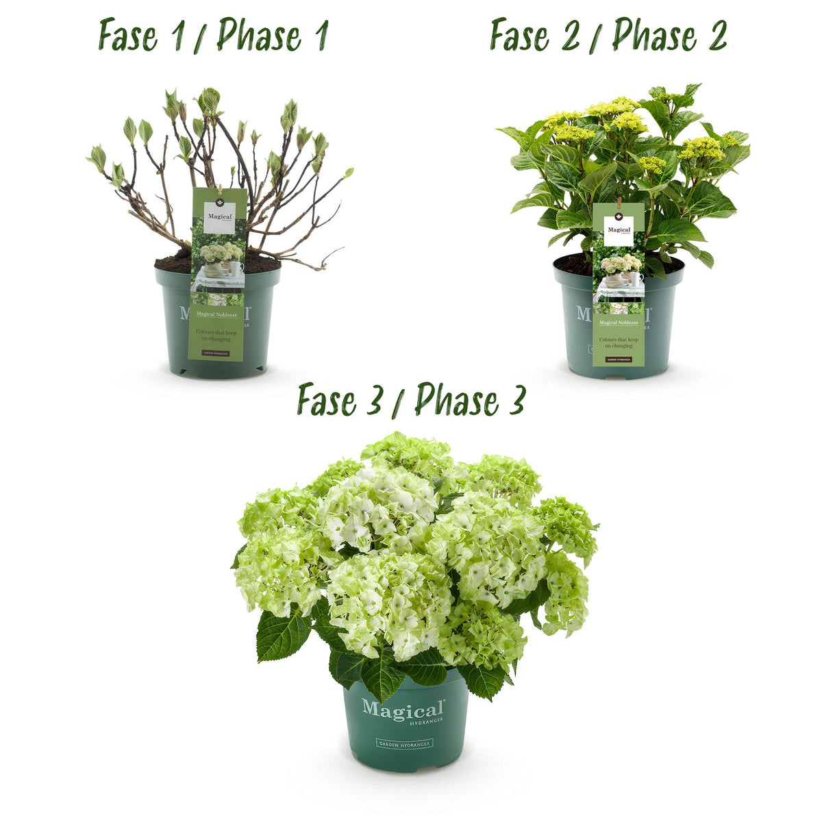 Green boutiQ - Plante de terrasse - Hortensia - Hydrangea Magical Nobless - Blanc - 6-10 fleurs - 2 plantes - Pot 23 cm Hauteur 55 cm