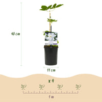 Green boutiQ - Klimplant - Clematis Madame Le Coultre - bloem wit - Weinig onderhoud -2 planten -  Pot 11cm Hoogte 40cm