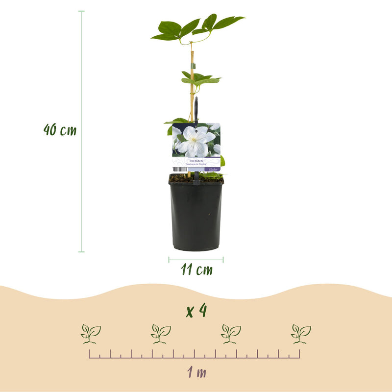 Green boutiQ - Klimplant - Clematis Madame Le Coultre - bloem wit - Weinig onderhoud -2 planten -  Pot 11cm Hoogte 40cm