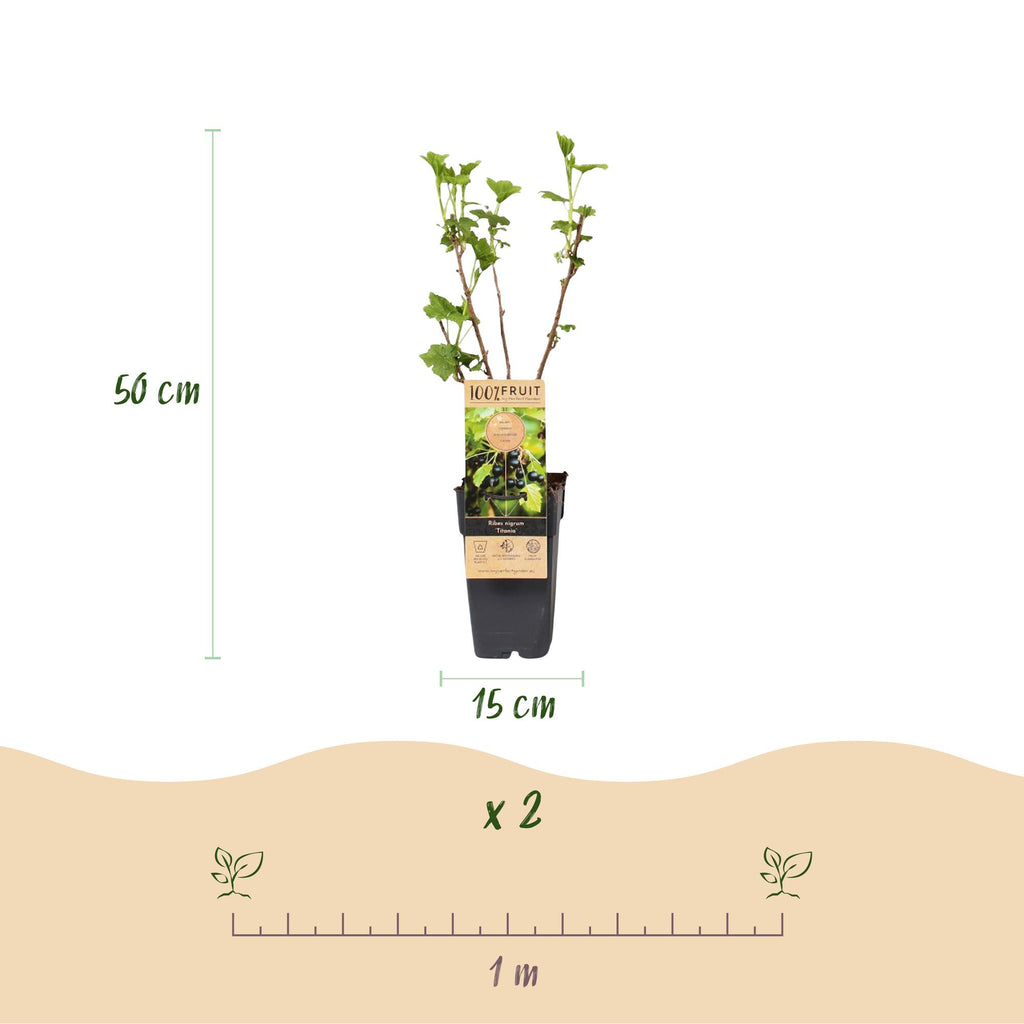 Green boutiQ - Obstpflanze - Ribes nigrum Titania - Beerenstrauch - Winterhart - Schwarze Johannisbeere - 2 Pflanzen - Topf 15cm - Höhe 50cm