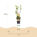Green boutiQ - Obstpflanze - Ribes nigrum Titania - Beerenstrauch - Winterhart - Schwarze Johannisbeere - 2 Pflanzen - Topf 15cm - Höhe 50cm