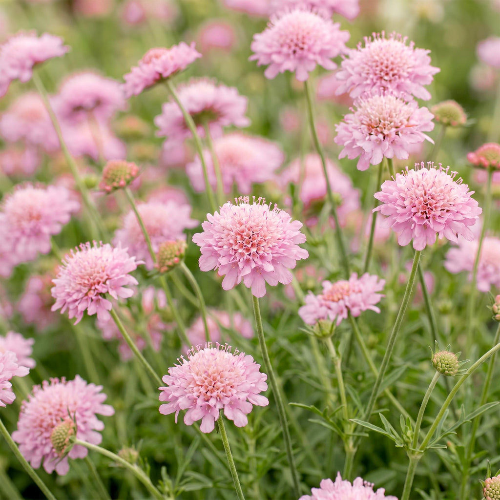 Green boutiQ - Stauden - Scabiosa col. Pink Mist - Tauben-Skabiose - Bienen- und Schmetterlingsmagnet - Rosa - 6 Pflanzen - Topf 11cm - Höhe 15-25cm