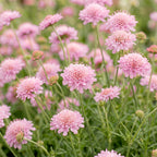 Green boutiQ - Stauden - Scabiosa col. Pink Mist - Tauben-Skabiose - Bienen- und Schmetterlingsmagnet - Rosa - 6 Pflanzen - Topf 11cm - Höhe 15-25cm