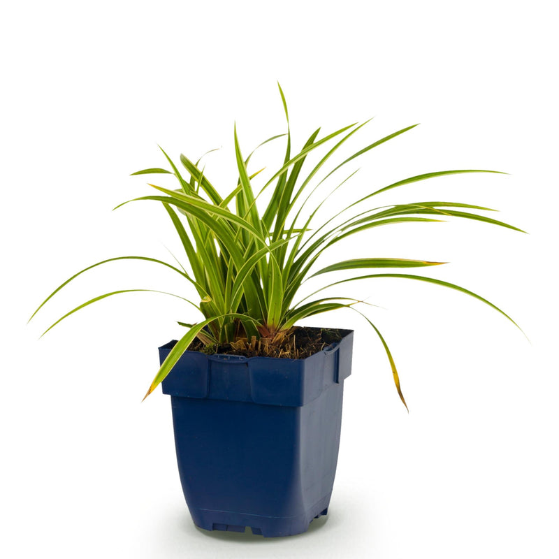 Green boutiQ - Grassen - Carex morrowii Ice Dance - Japanse Zegge - Groenblijvend - Creme-Groen - 1 Plant - Pot 11cm - Hoogte 15-25cm
