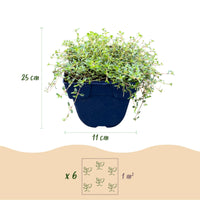 Green boutiQ - Perennial - Thymus Tricolour - Thyme - Ground Cover - Pink - Red - White - 12 Plants - Pot 11cm - Height 15-25cm