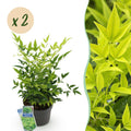 Green boutiQ - Plante de jardin - Nandina Lemon & Lime - Jaune - 2 plantes - Persistant - Peu d'entretien - Pot 17cm Hauteur 45cm