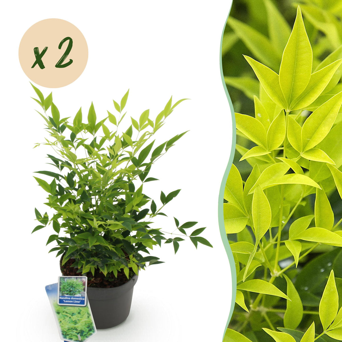Green boutiQ - Plante de jardin - Nandina Lemon & Lime - Jaune - 2 plantes - Persistant - Peu d'entretien - Pot 17cm Hauteur 45cm