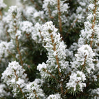 4x Picea glauca Conica - Dwarf Alberta Spruce - Green - White - Christmas tree - incl. zinc pot - Ø17cm - ↕65cm