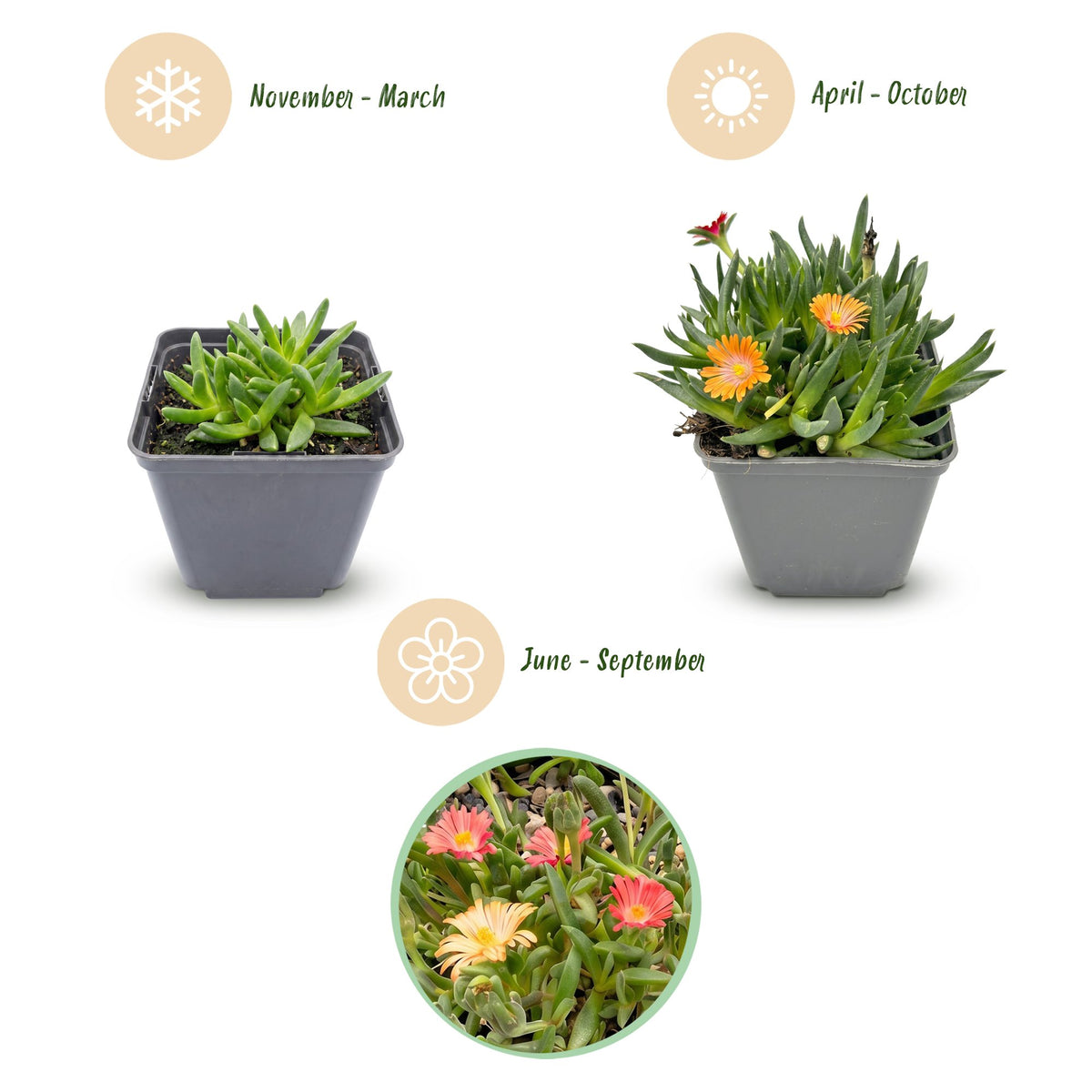6x - Delosperma mix - Ø7cm - ↕10-12cm