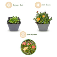 6x - Delosperma mix - Ø7cm - ↕10-12cm