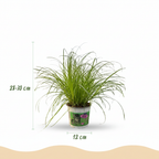 Green boutiQ - Plante d'intérieur - Cyperus alternifolius Zumula - Herbe à chat - Plante adaptée aux animaux domestiques - Vert - 2 plantes - avec cache-pot gris - Pot 12 cm - Hauteur 20 cm
