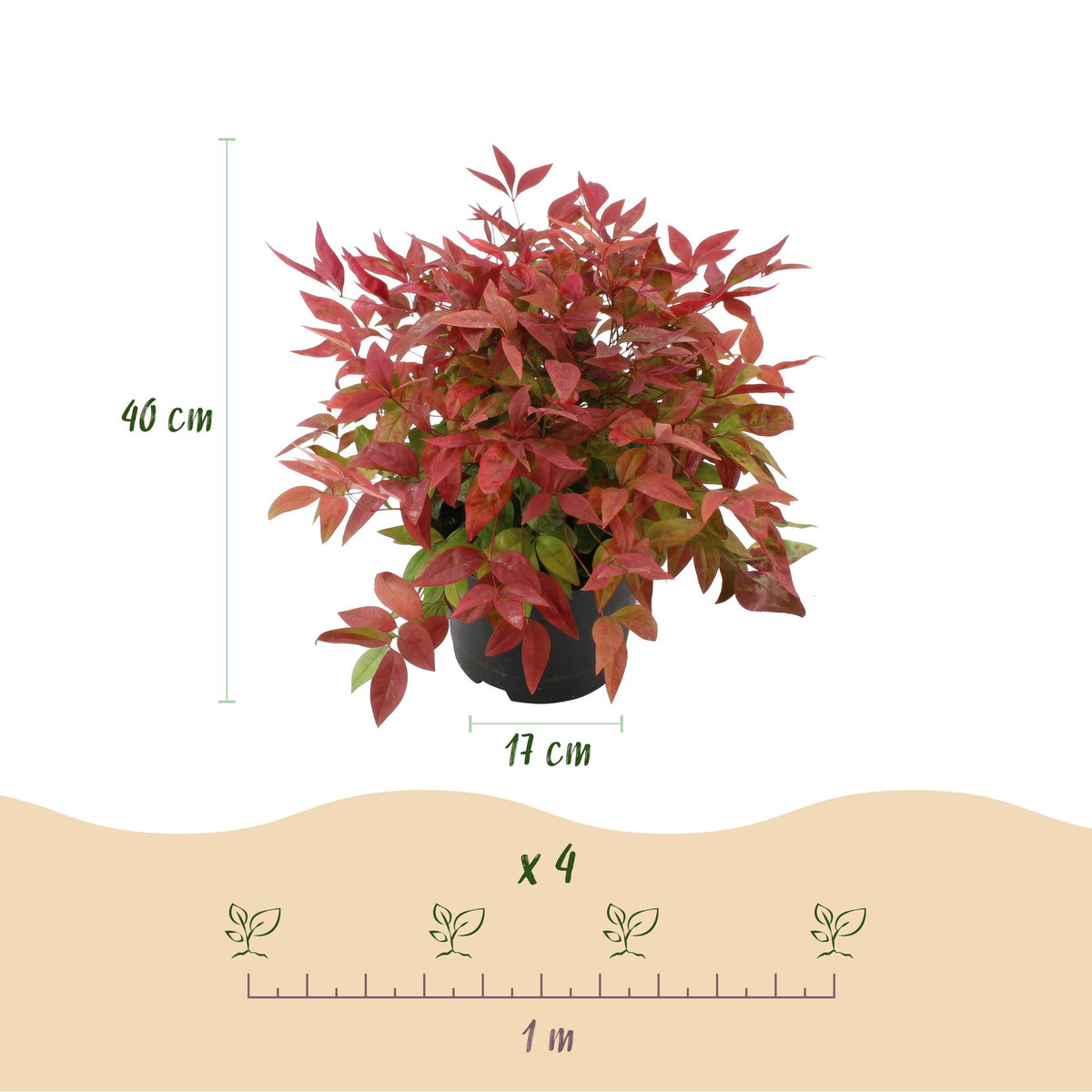 Green boutiQ - Plante d'extérieur - Nandina Blush Pink - Rose foncé - 1 plante - Persistant - Peu d'entretien - Pot 17cm Hauteur 40cm