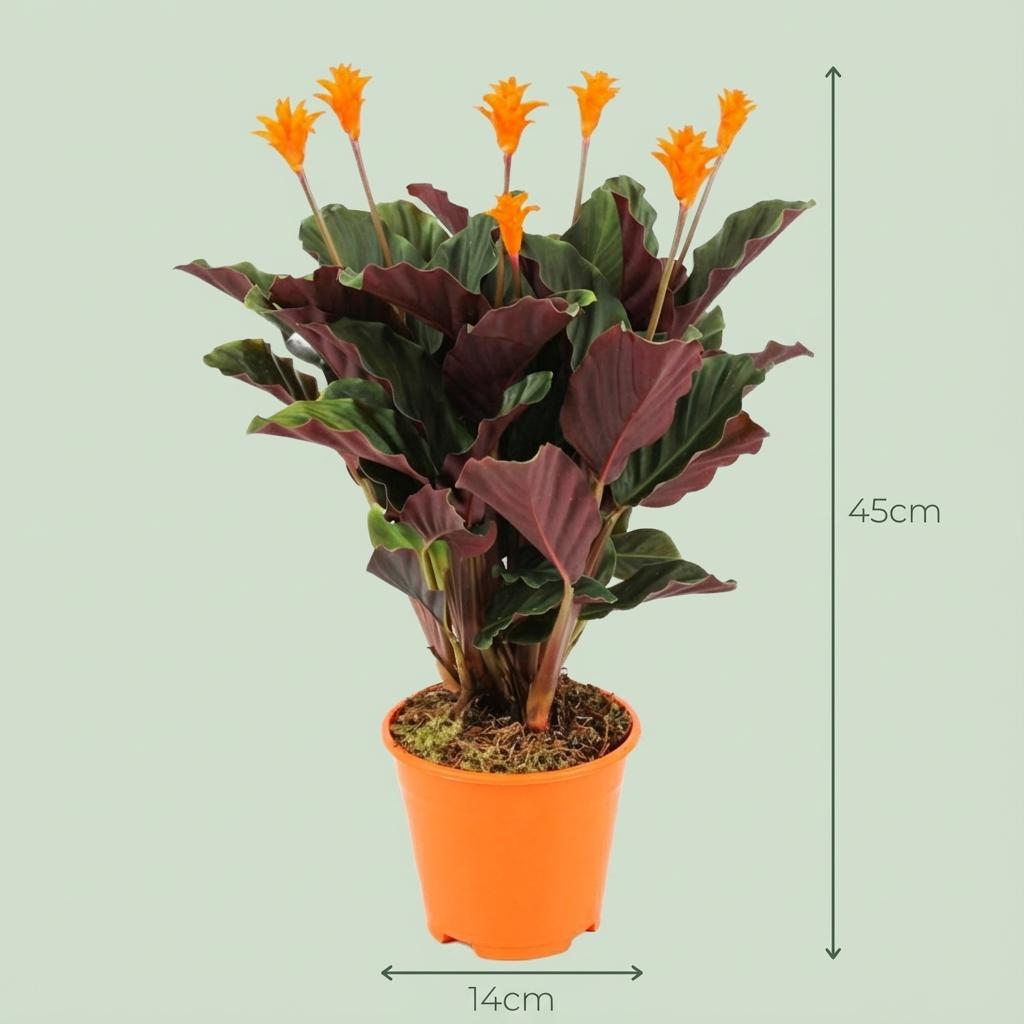 Calathea Crocata - Ø 14 cm - Hauteur : 40 - 45 cm
