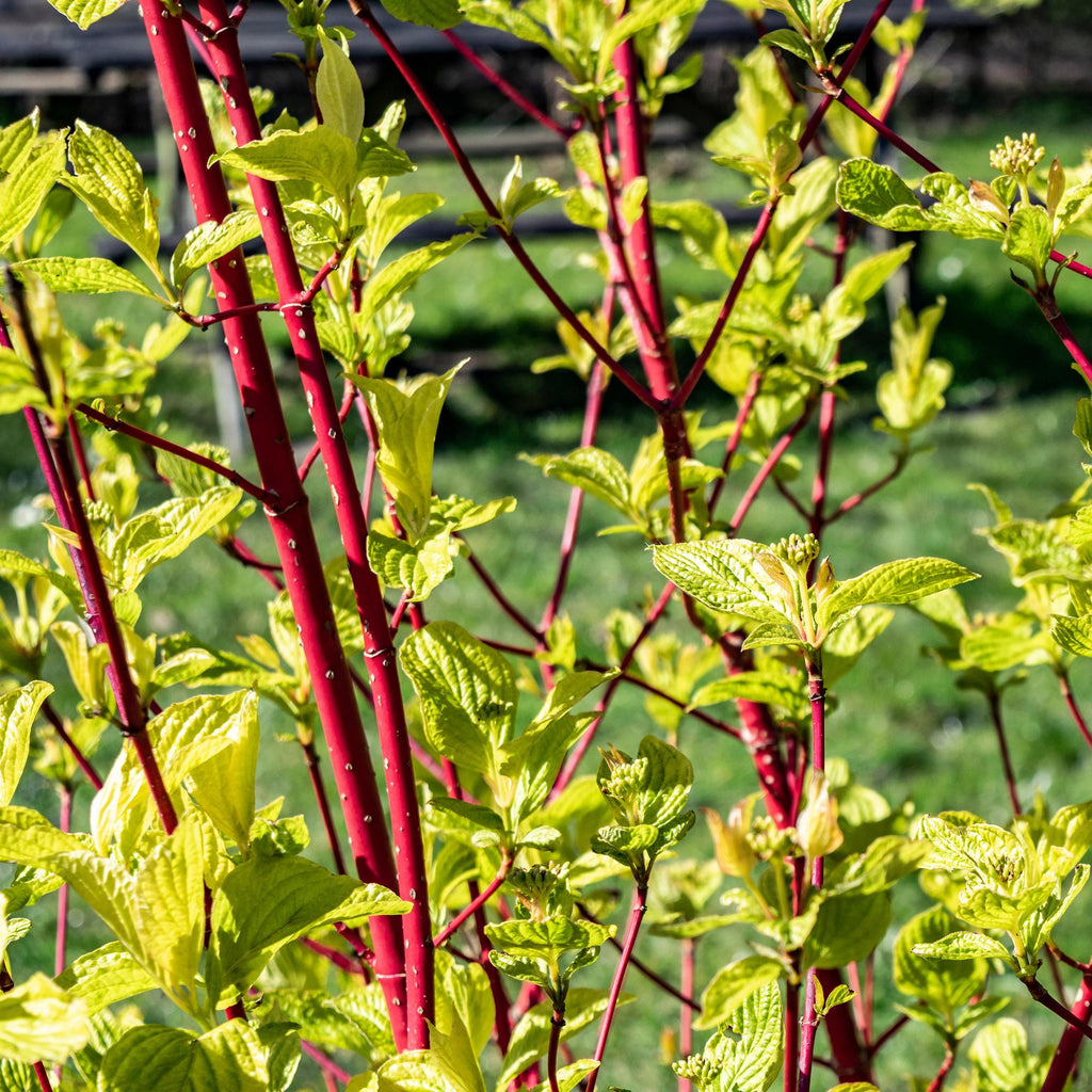 Green boutiQ - Arbuste - Cornus sibirica - Branches rouges - 1 plante - Caduc - Peu d'entretien - Pot 17cm Hauteur 45cm