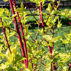 Green boutiQ - Arbuste - Cornus sibirica - Branches rouges - 1 plante - Caduc - Peu d'entretien - Pot 17cm Hauteur 45cm