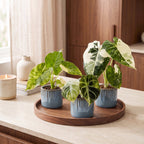 3x Baby Alocasia Tricolour Variegata - Green - Black - Variegata - Tropical - incl. Linnea Misty Blue - Ø6cm - ↕5-15cm