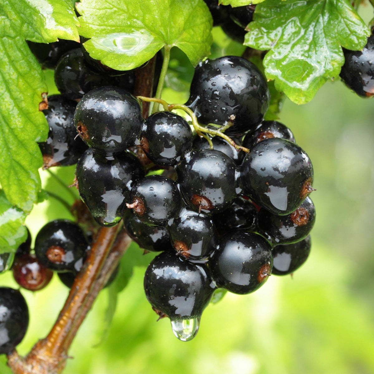 Green boutiQ - Plant fruitier - Ribes nigrum Ben Nevis - Cassissier - Rustique - Cassis - 2 plantes - Pot 15cm - Hauteur 50cm