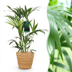 Green boutiQ - Plante d'intérieur - Howea Forsteriana - Palmier Kentia - Facile d'entretien - Vert - 1 Plante - avec Panier - Pot 19cm - Hauteur 80-85cm