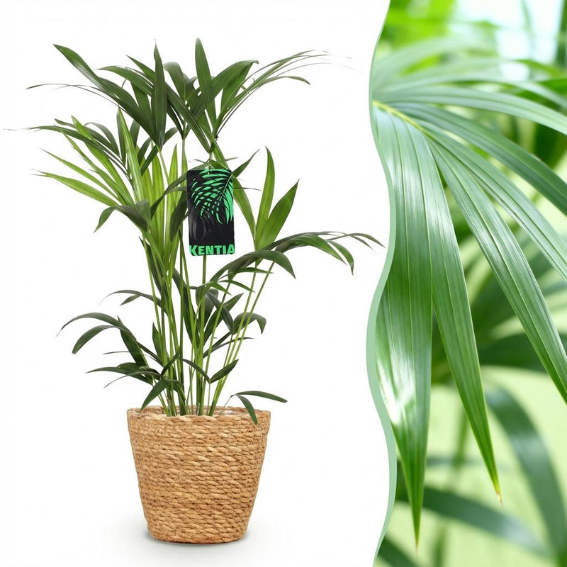 Green boutiQ - Kamerplant - Howea Forsteriana - Kentia Palm - Weinig Onderhoud - Groen - 1 Plant - met Mand - Pot 19cm - Hoogte 80-85cm