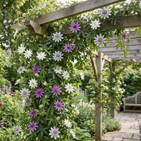 6x Passiflora Tricolour - Tricolour passion flower - White - Purple - Pink - Climber - Ø9cm - ↕35cm