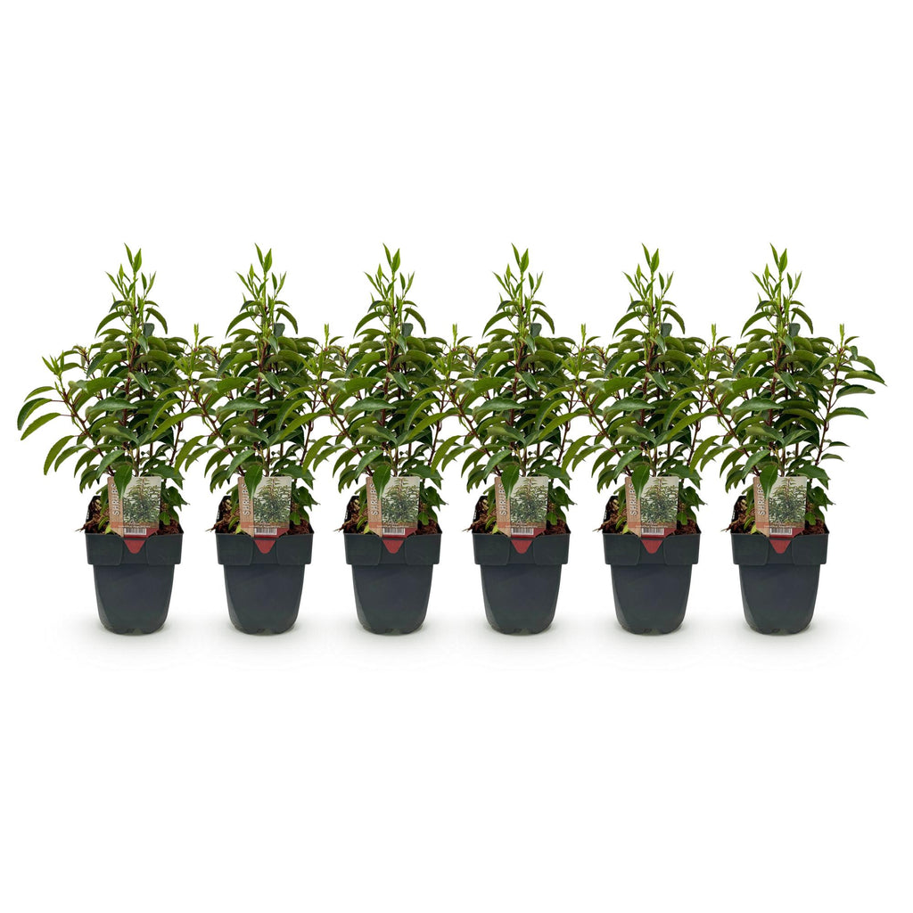 Green boutiQ - Heckenpflanzen - Prunus lusitanica Angustifolia - Blatt grün - 6 Pflanzen - 1 laufender Meter - immergrün - Topf 17 cm Höhe 50 cm