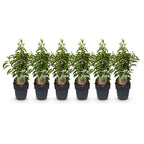 Green boutiQ - Heckenpflanzen - Prunus lusitanica Angustifolia - Blatt grün - 6 Pflanzen - 1 laufender Meter - immergrün - Topf 17 cm Höhe 50 cm