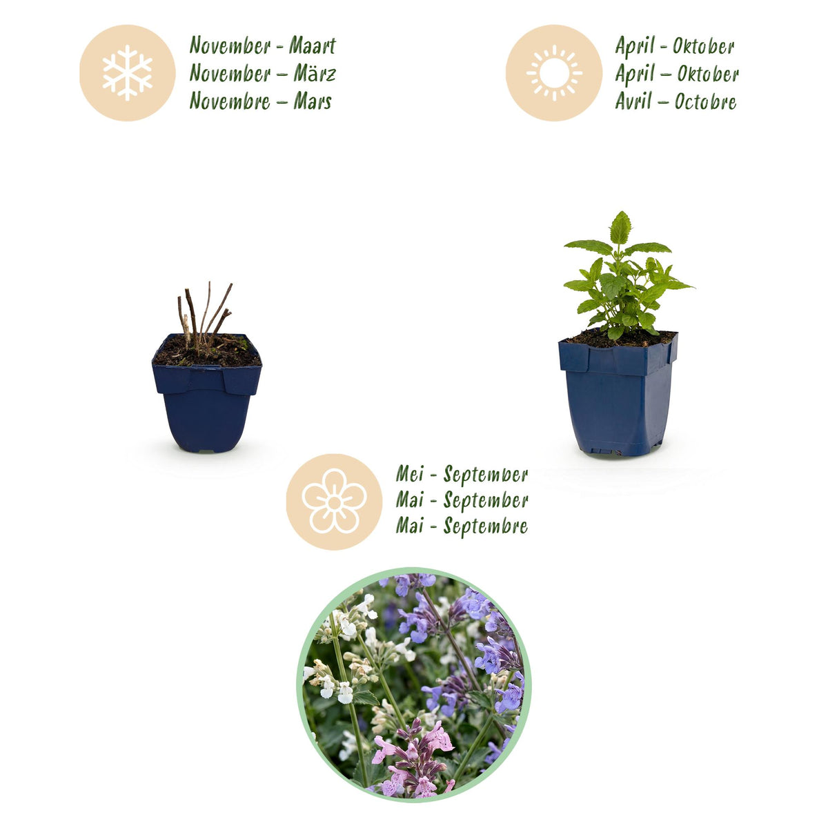 Green boutiQ - Stauden - Nepeta Tricolour - Katzenminze - Bienen- und Schmetterlingsmagnet - Lila - Rosa - Weiß - 12 Pflanzen - Topf 11cm - Höhe 15-25cm