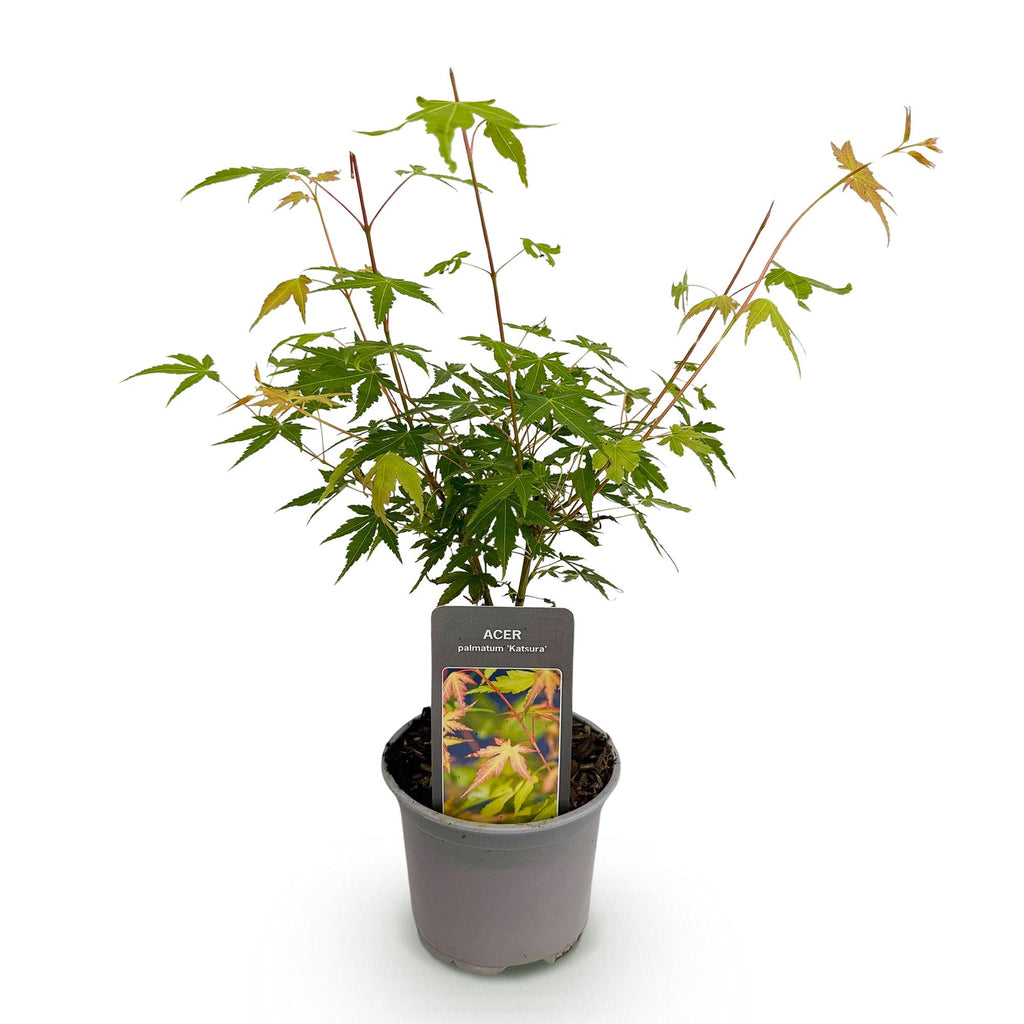 Green boutiQ - Gartenpflanze - Acer palmatum Katsura - Orange - 1 Pflanze - Laubabwerfend - Pflegeleicht - Topf 12cm Höhe 35cm