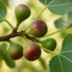Green boutiQ - Plante fruitière - Ficus carica Little Miss Figgy - Figuier - Rustique - Fruit rouge - 2 plantes - Pot 15 cm - Hauteur 50 cm