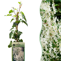 4x Fallopia aubertii - Silver lace vine - White - Climber - Ø9cm - ↕35cm