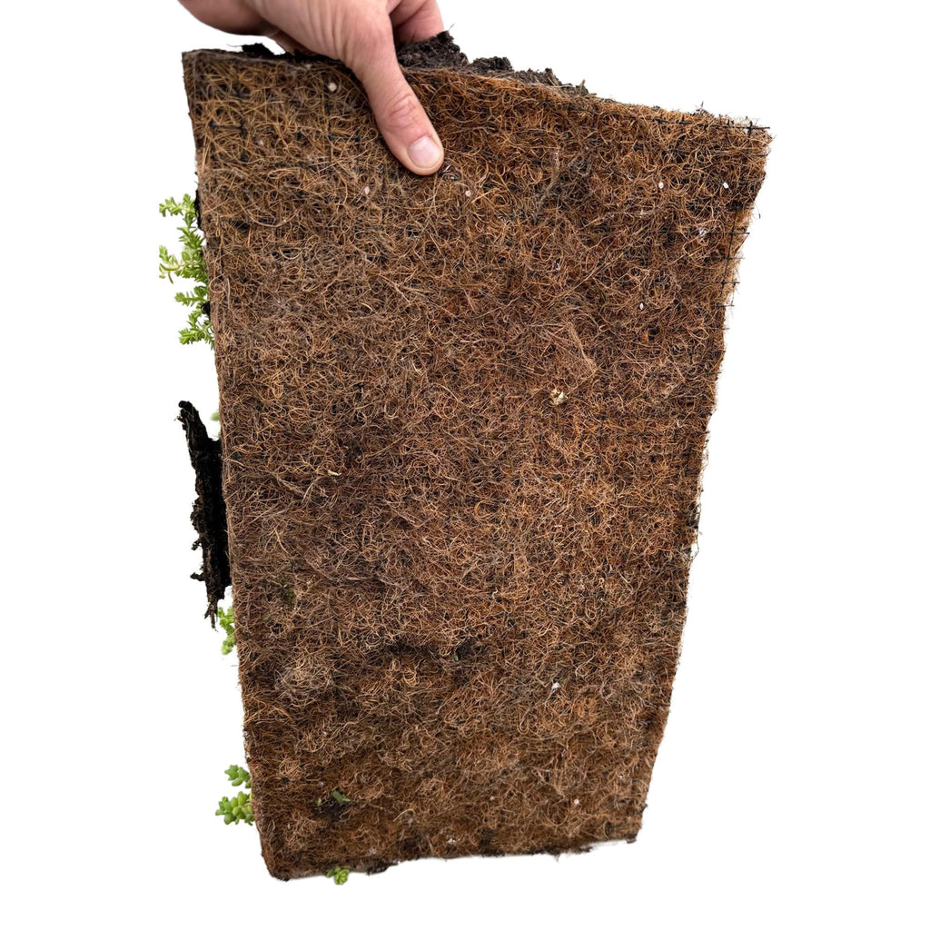 Green boutiQ - Couvre-sol - Rustique - Tapis de sedum - Composé de 10 variétés - X2 - Peu d'entretien - Longueur 50 Largeur 30