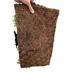 Green boutiQ - Couvre-sol - Rustique - Tapis de sedum - Composé de 10 variétés - X2 - Peu d'entretien - Longueur 50 Largeur 30