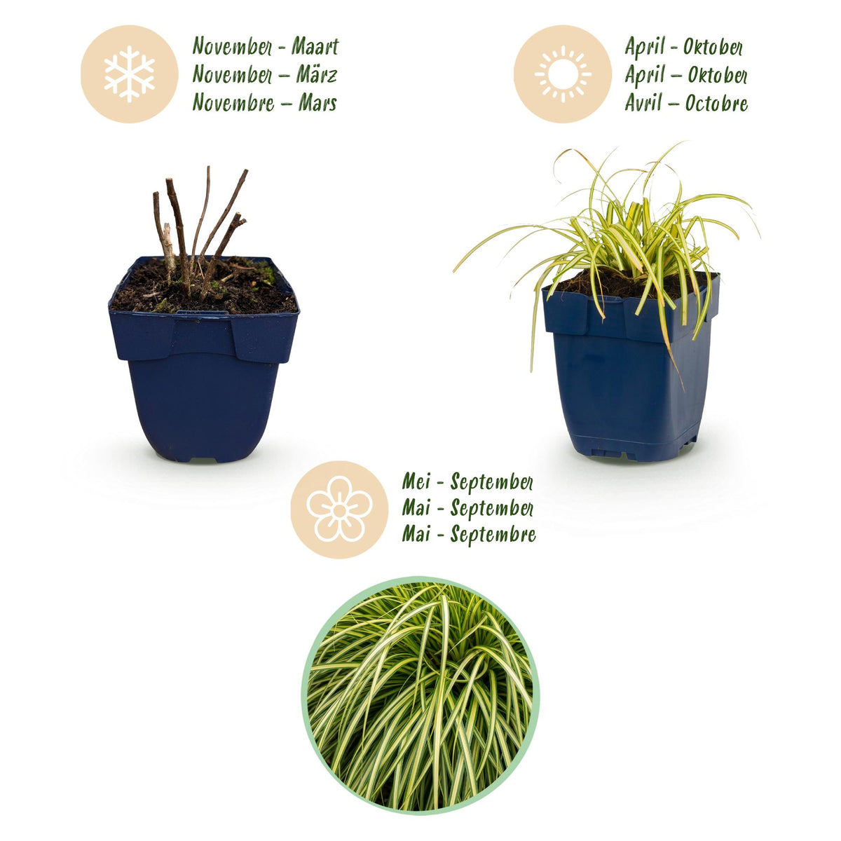Green boutiQ - Graminées - Carex oshimensis Evergold - Laîche du Japon - Persistant - Jaune-Vert - 1 Plante - Pot 11cm - Hauteur 15-25cm