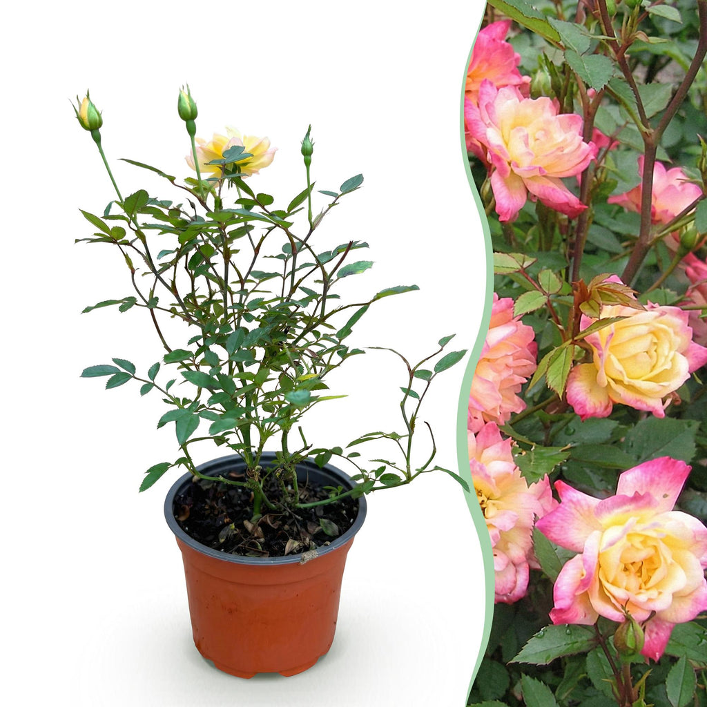 Green boutiQ - Rosier de jardin - Rosa Tricolor Fairy - Rosier - Rustique - Jaune-Rose - 1 plante - Pot 12 cm - Hauteur 20-25 cm